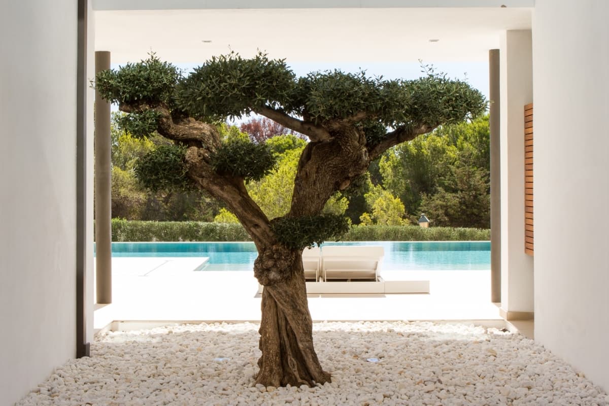 Villa Emilio — luxury villa photo 2