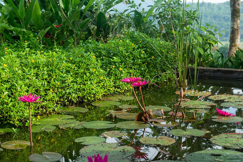 Sisindu Tea Estate — luxury villa photo 2