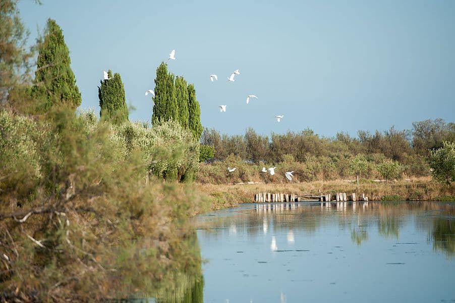 Isola Santa Cristina — luxury villa photo 3