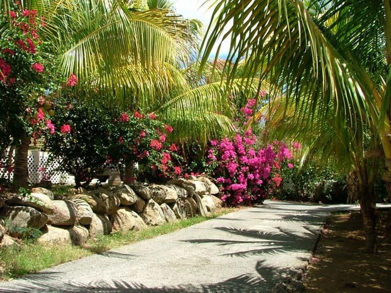 Coconut Tree Villa — luxury villa photo 3