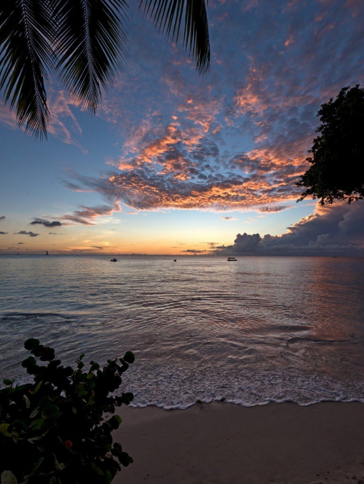 Mahogany Bay-Seashells