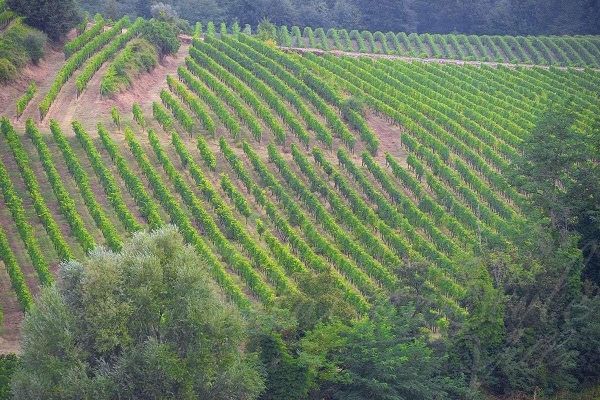 La Marcellina estate