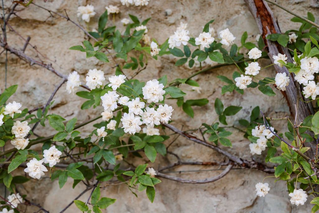 Villa Torre Il Santo