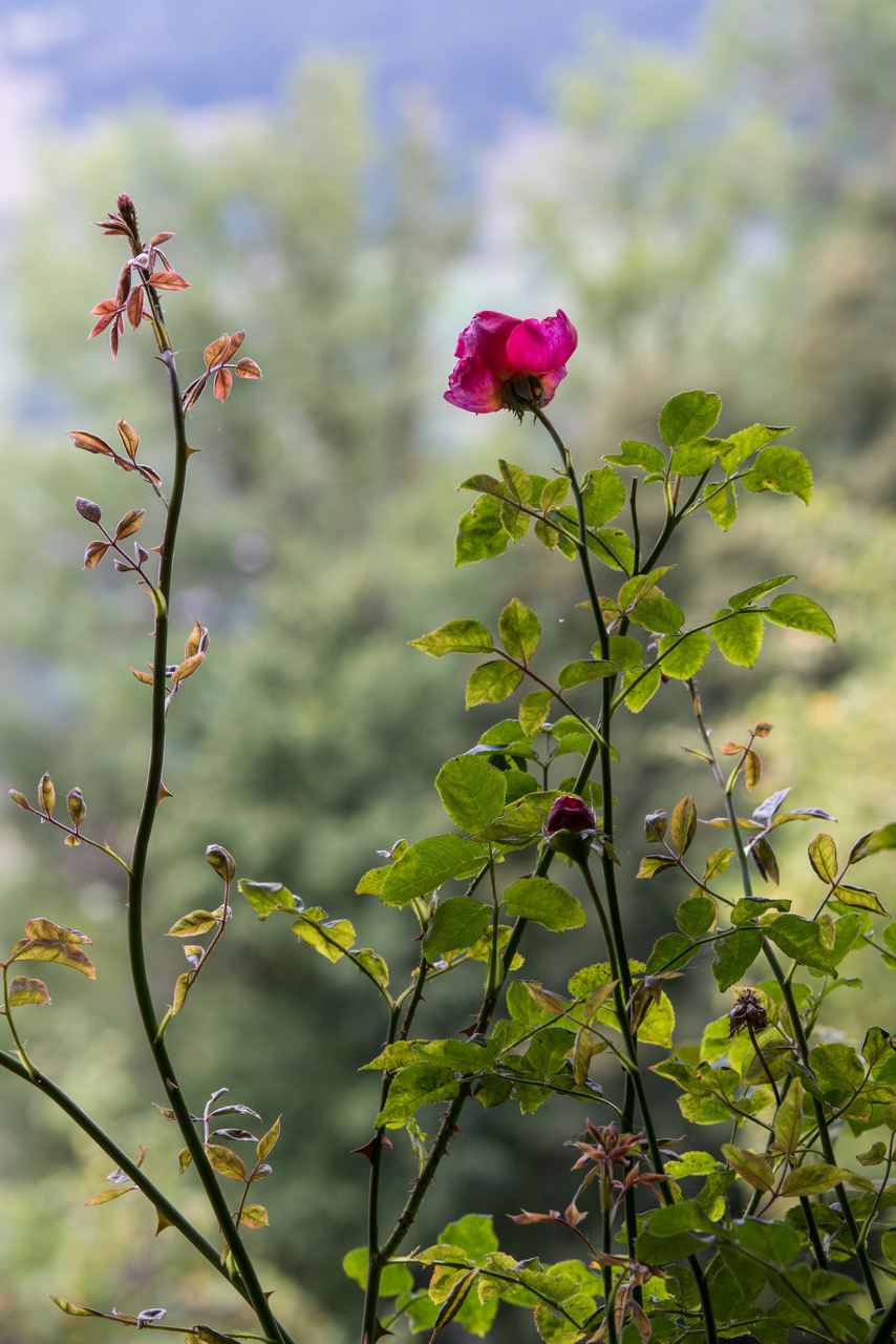 Chalet Arthaus Megeve