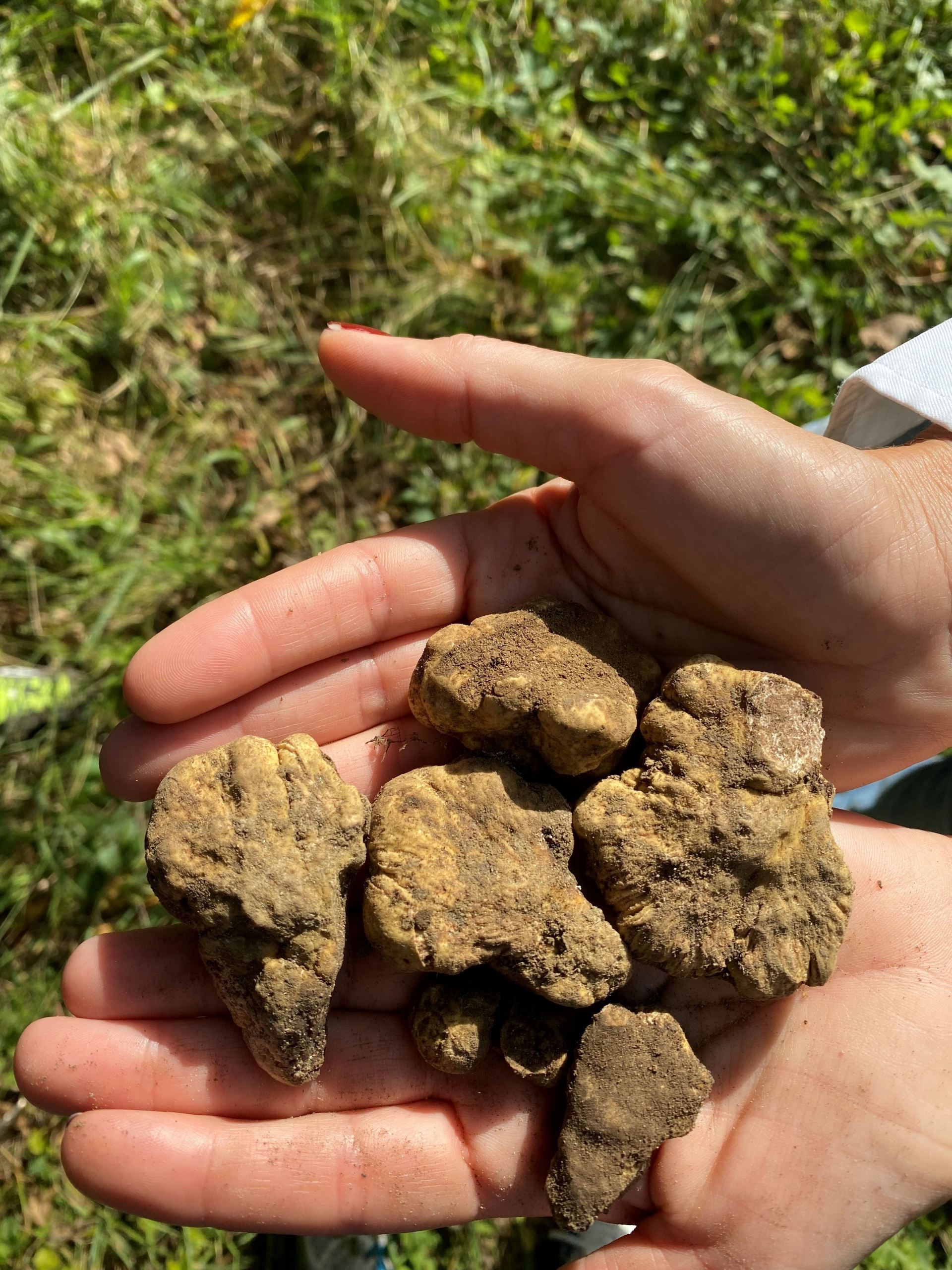 Castello del Monsignore