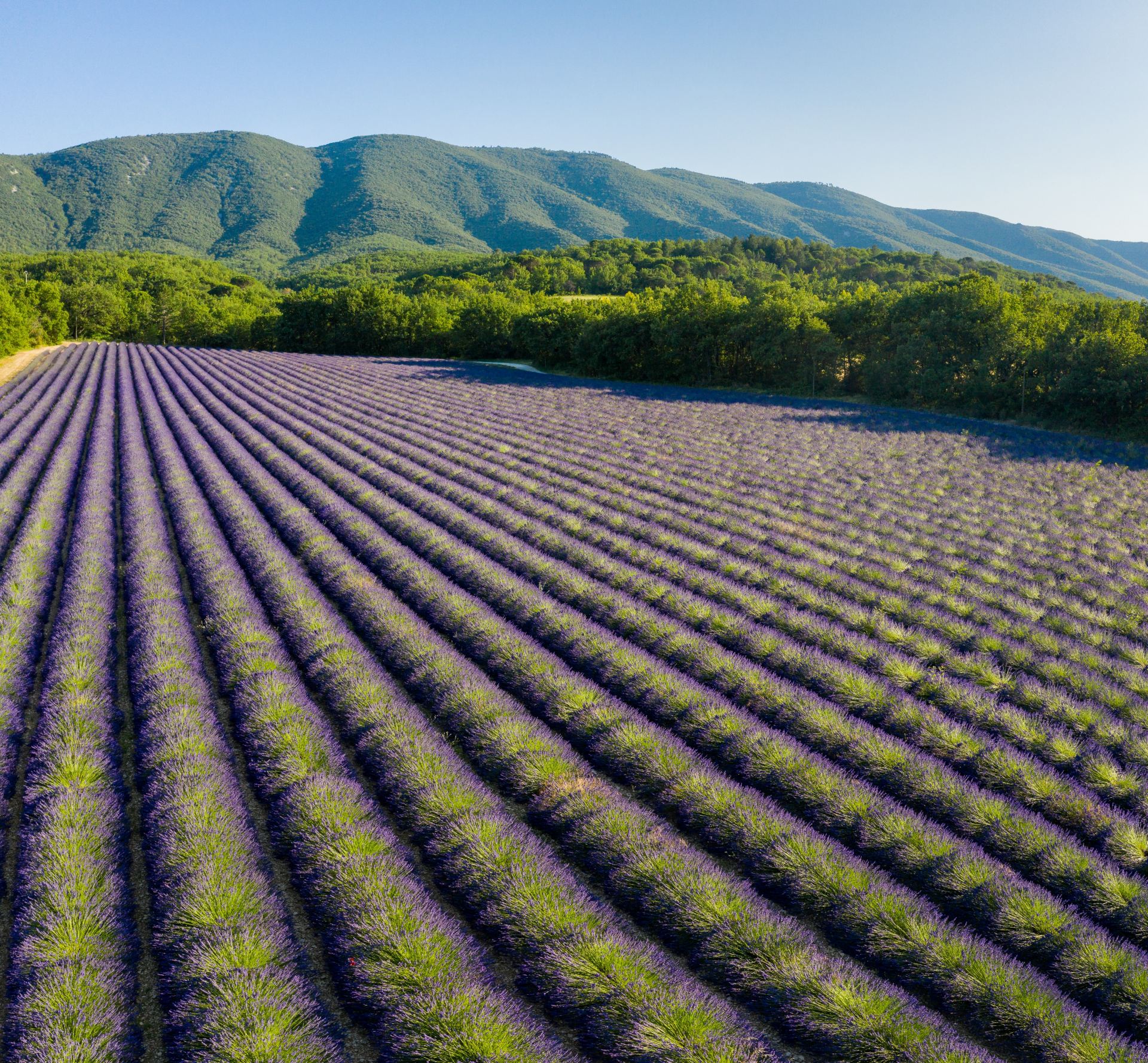 Bastide de St Martin