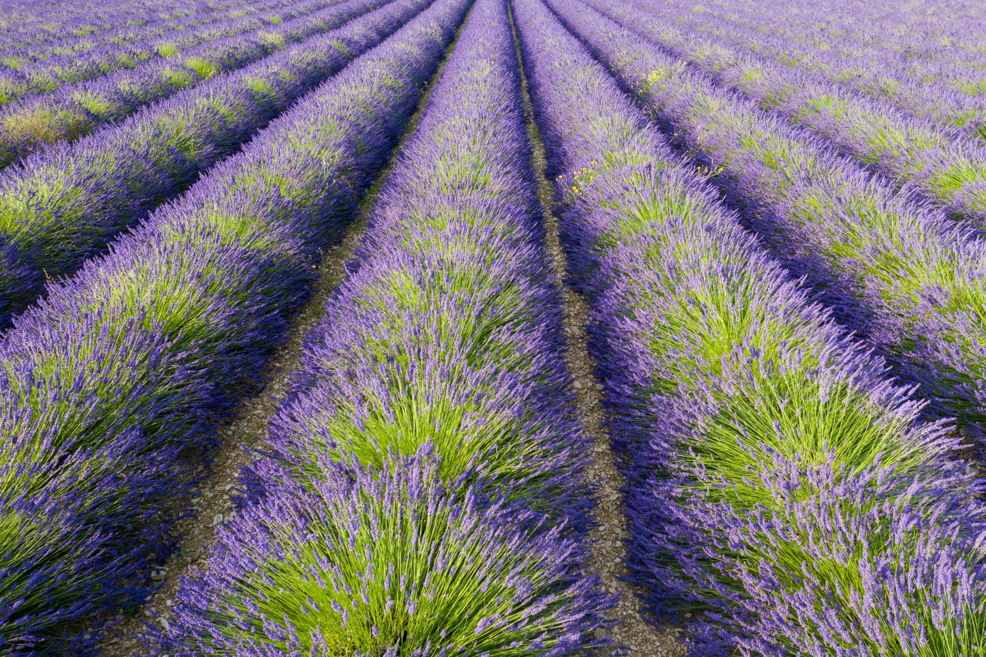 Bastide de St Martin