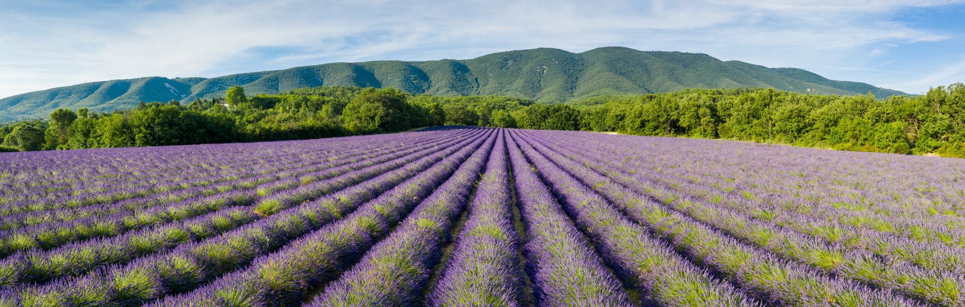 Bastide de St Martin