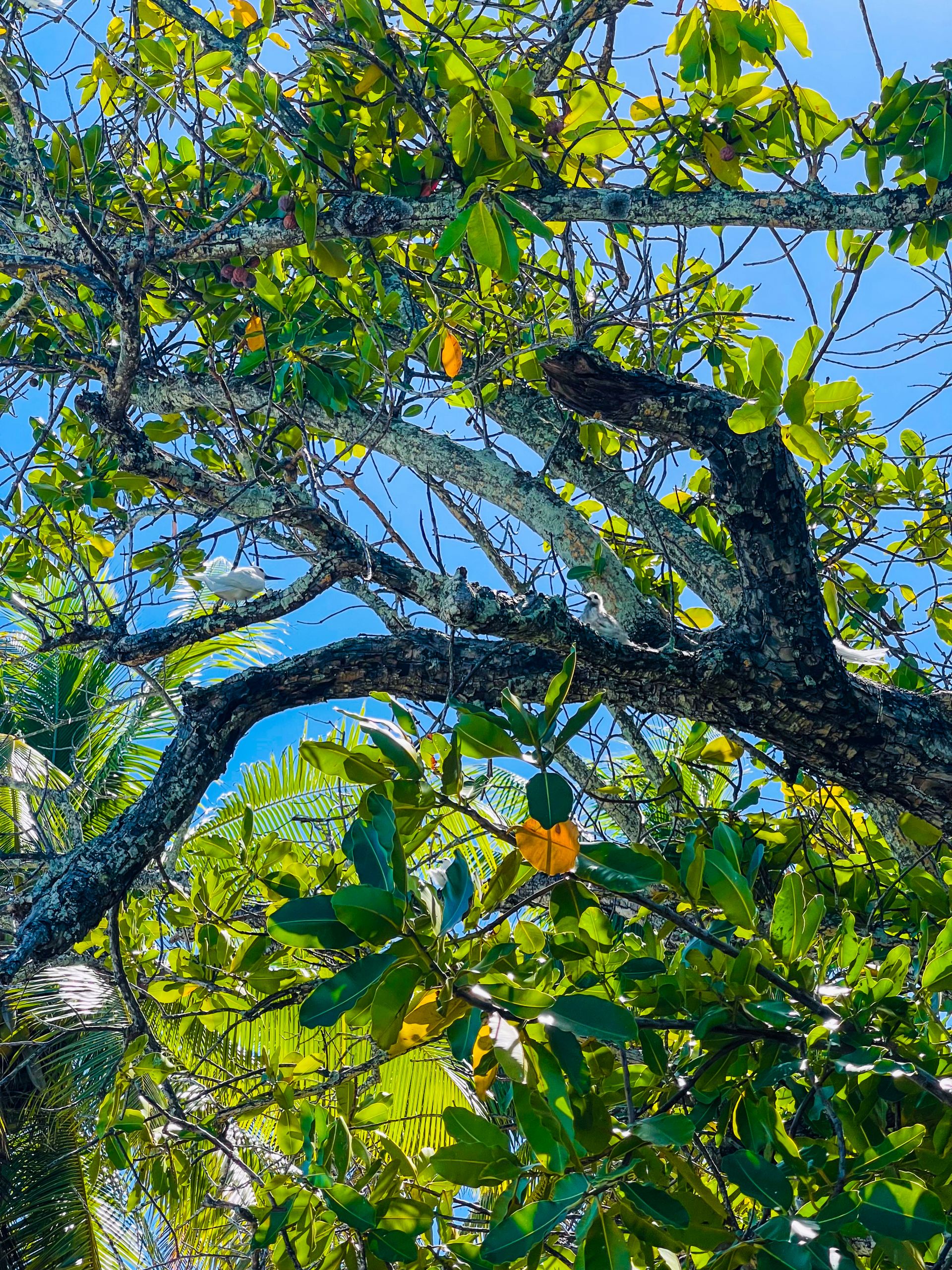 Motu Fara Private Island 