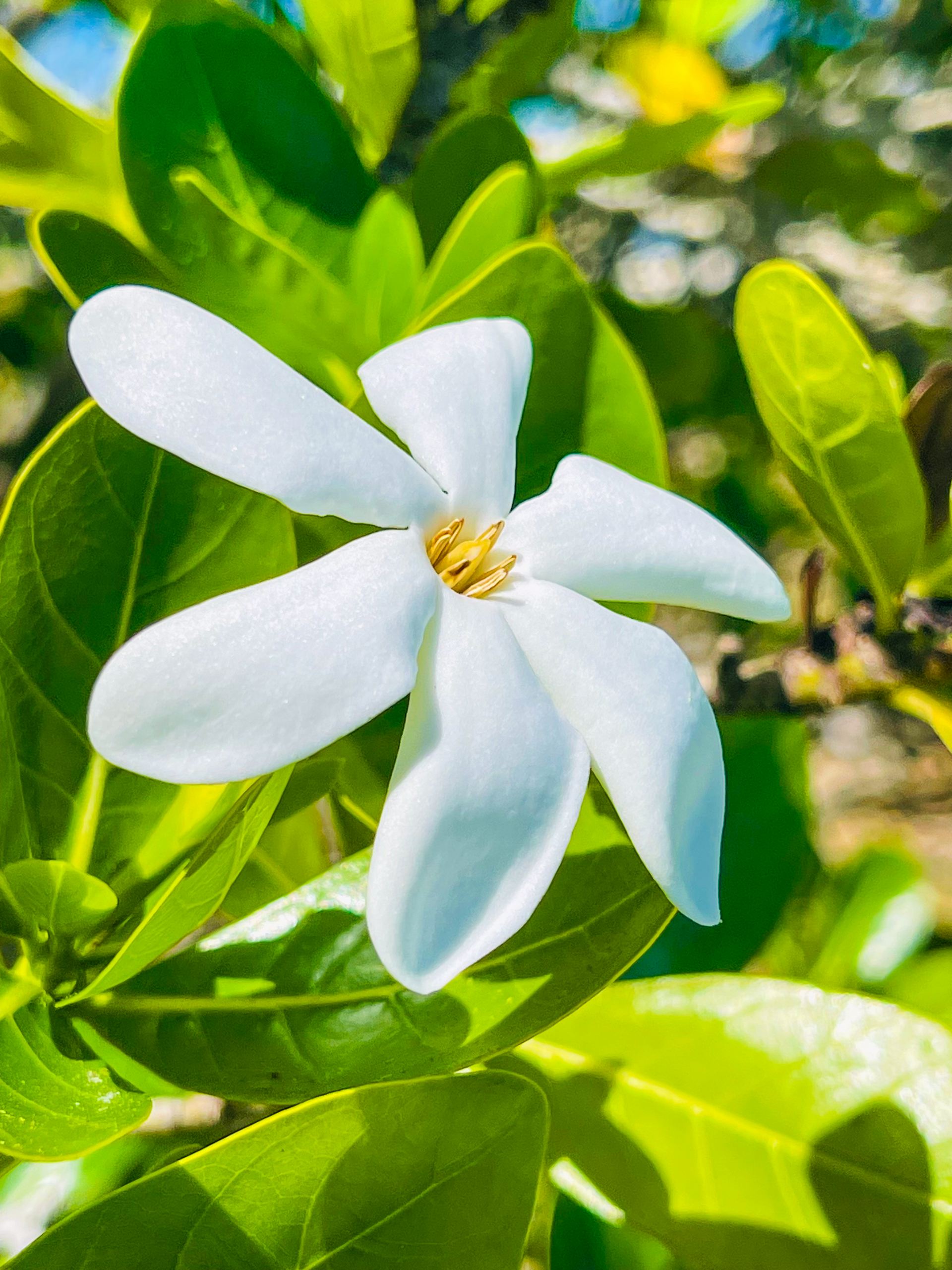 Motu Fara Private Island 