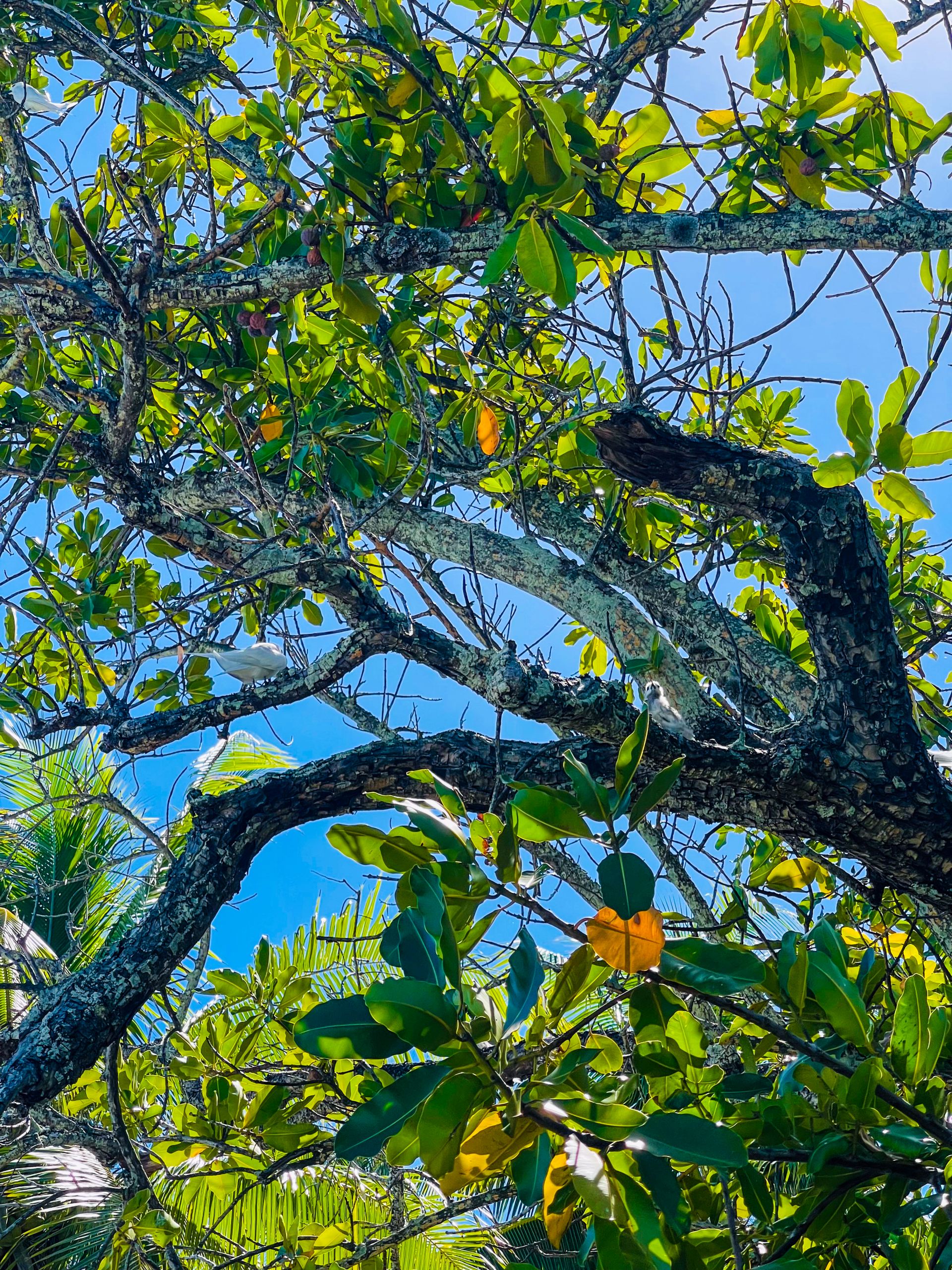 Motu Fara Private Island 