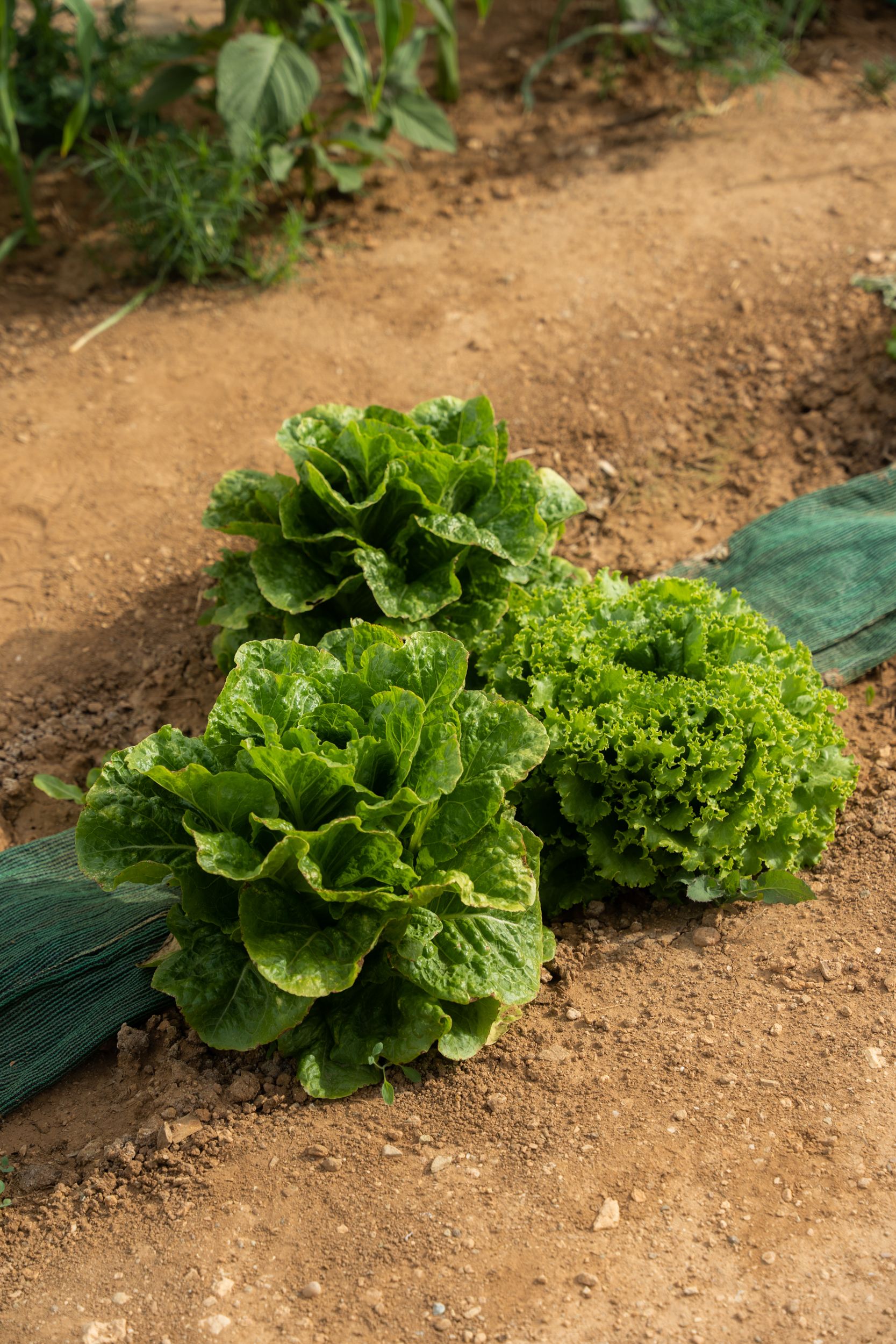 Villa Makria Miti North