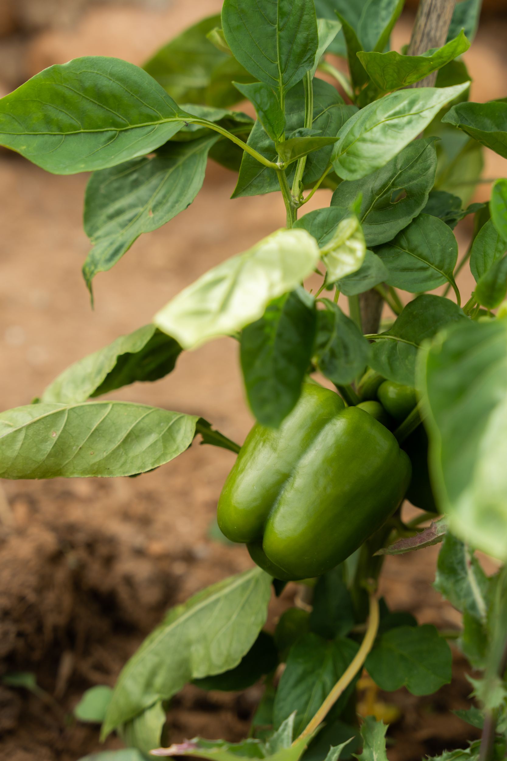 Villa Makria Miti North