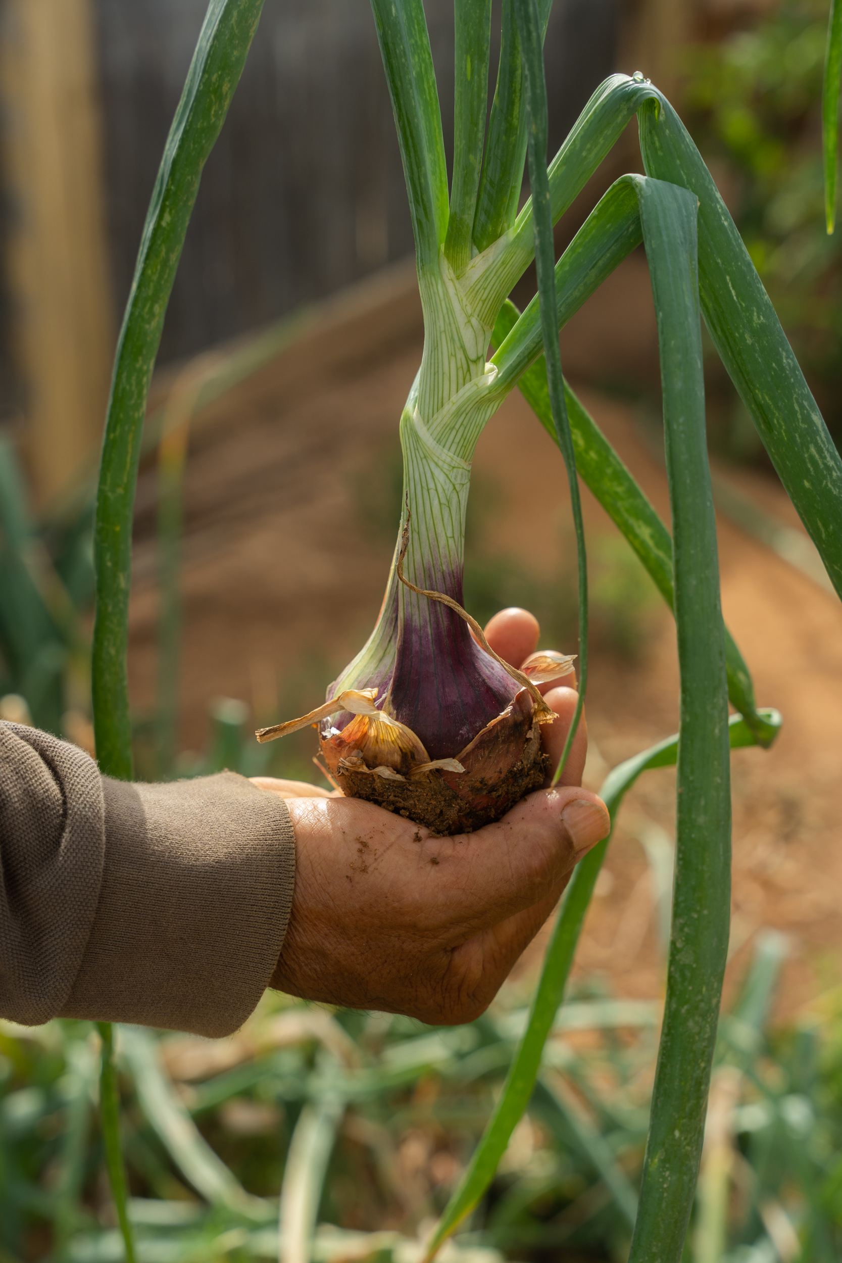 Villa Makria Miti North