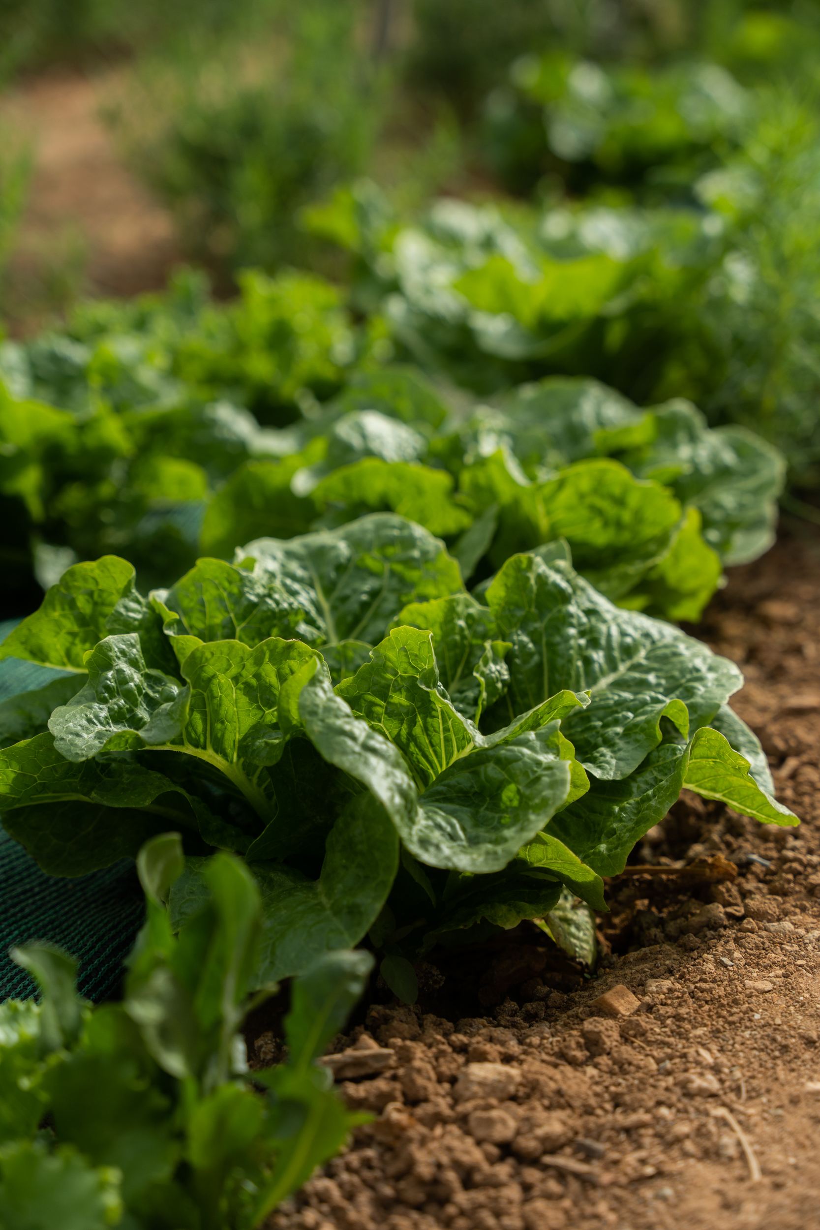 Villa Makria Miti North