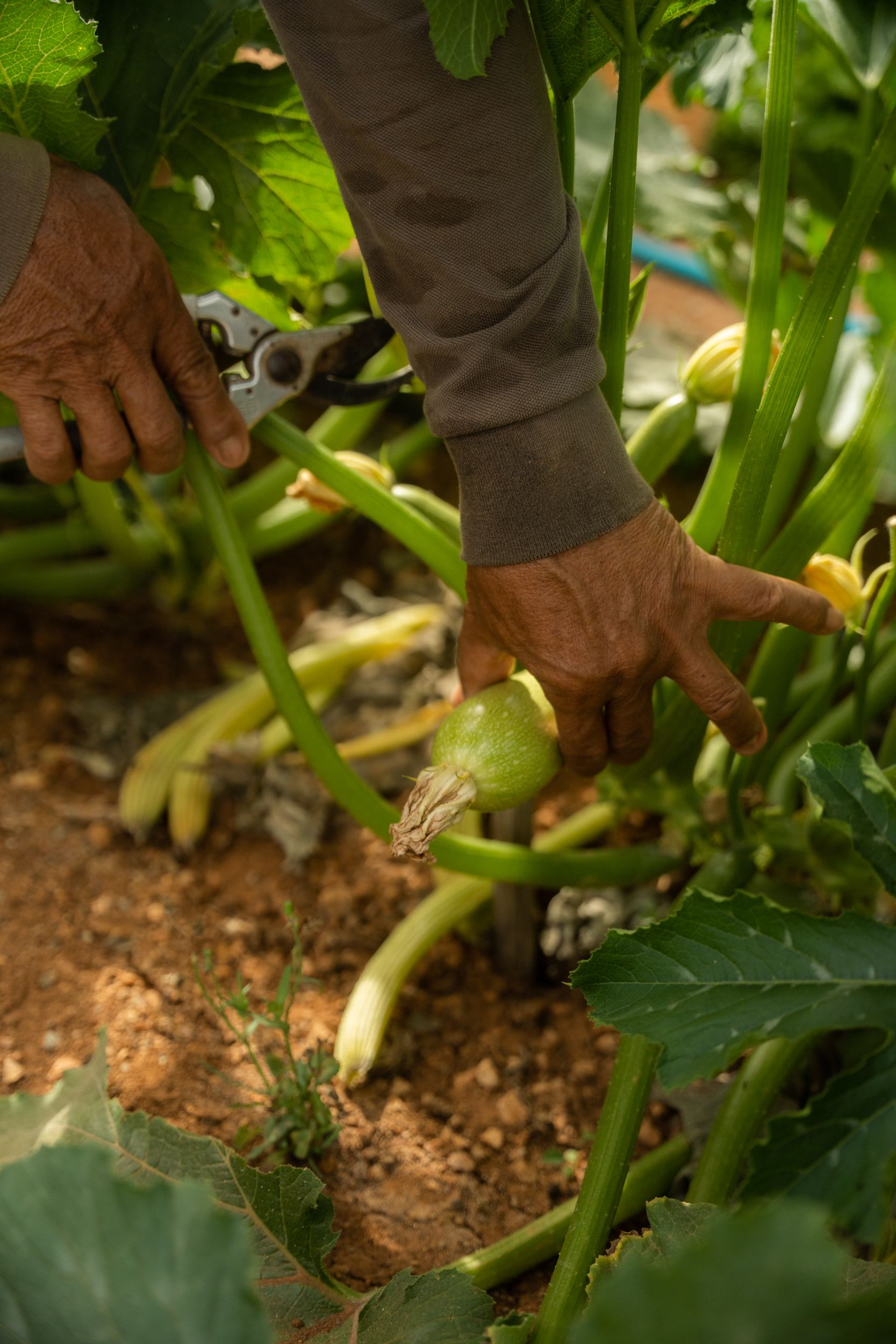 Villa Makria Miti North